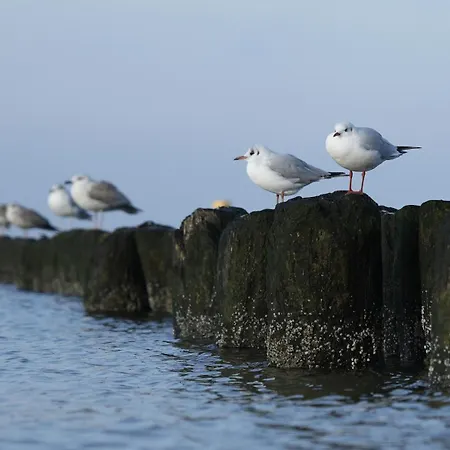Mamre - Dom Jaba 펜션 쿠크제보